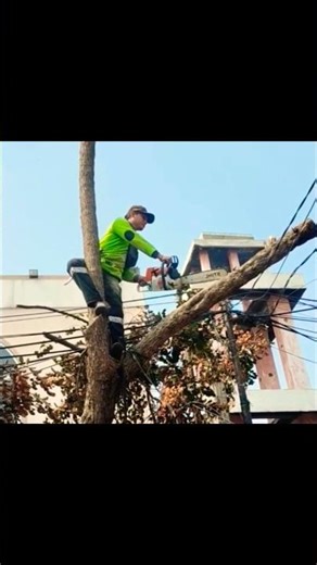 Woodworking the process of felling large trees #shortvideo #woodworking #chainsawman