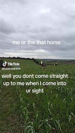 My Shaylaaaaaa @♡saoirse♡ #eqestriangirls #irish #cob