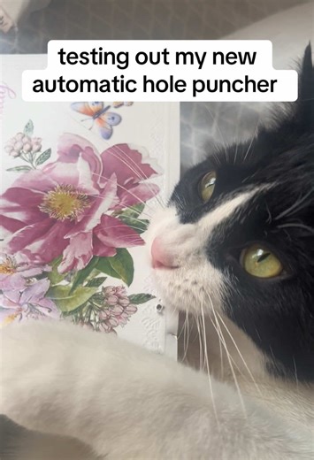 Cat ASMR: Testing Out My New Automatic Hole Puncher