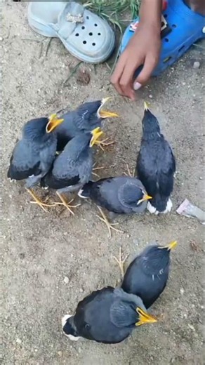 Unique facts about the Javan myna bird #devia .chanel