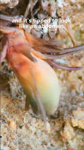 The spider-tailed horned viper and its appealing tail