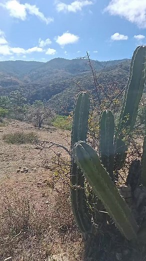 Exploring Natural Landscapes with Majestic Cactus