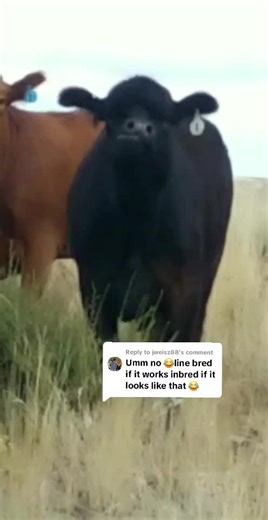 Understanding Line Bred vs. Inbred Dogs