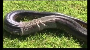 Snake change Skin. 😬😳😱 | What Is This?