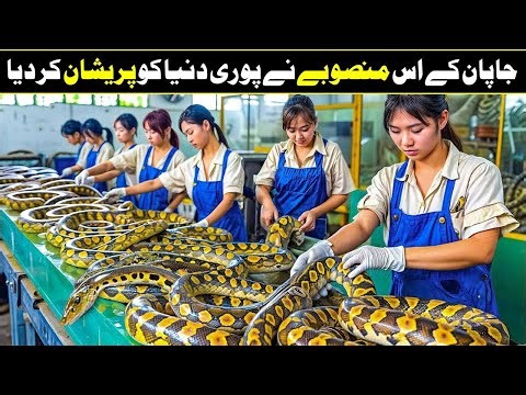 Get Rich with Pythons! How japanese Farmers Make $15 Million From Python