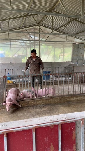 Catching pigs and injecting them with real kos