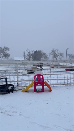 Son vs Ram #williamslivestockranch #PortalesNM #smallbusiness #CannonAFB