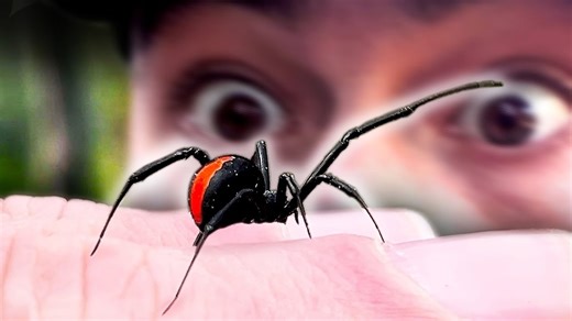 How close interaction with a venomous spider tests instinct and control