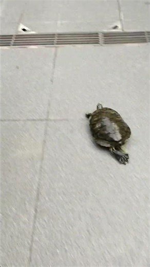 The world's fastest running turtle 😂😂 #shorts #turtle