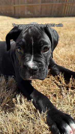 Adorable Growing Boxer Dog Journey