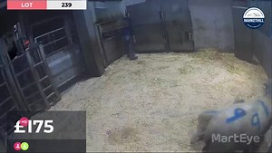 3.3K views · 18 reactions | We are LIVE from Markethill for Breeding Sheep Sale Markethill Livestock & Farm Sales | MartEye | Facebook