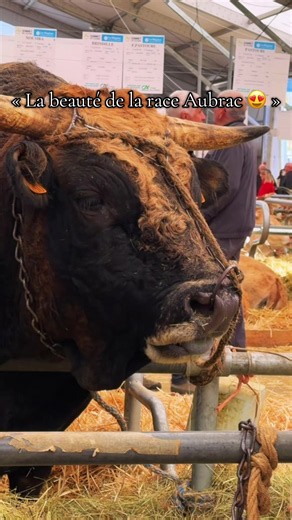Beauté de la race Aubrac — Sommet de l'Élevage 2026