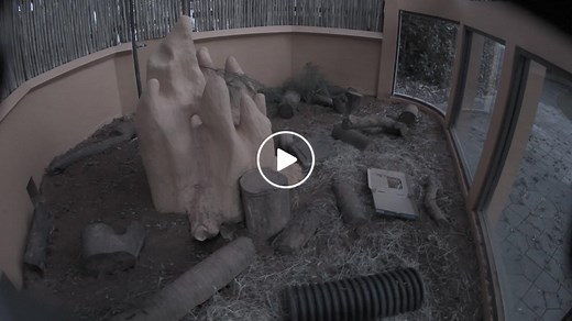 Meerkat Cam
