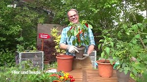 Chili pflanzen und effektiver Schneckenschutz – Tipps vom Gärtner