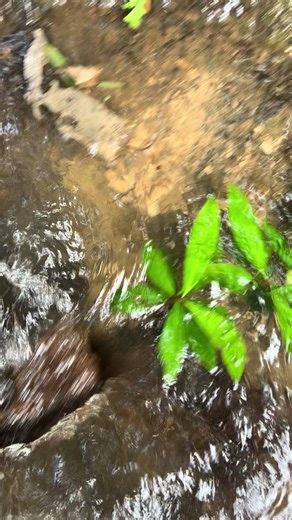 ဘွန်ဇိုင်းဖန်တီးမယ့် သဘာဝထဲက အကြမ်းထည်လေးတွေ 👋🏻😊🤗#မေမြို့life #nature #pyinoolwin #maymyo #bonsaiအပင်ကြမ်း @ကိုစိုင်း( ပြင်ဦးလွင်) @LuckyHome Aquarium