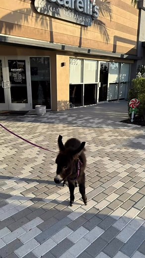🫏🍕PIPPIN, PIZZA & PICTURES 🍕🫏 This Saturday, come to Zuccarelli's Italian Restaurant from 1-3 PM to meet Pippin! Enjoy delicious pizza made by Olimpia Zuccarelli on the patio and snap a photo with Pippin! See you there! 🍕🫏🎄 #DonkeyKingdom #donkeylove #italianfood #pictures #pizza #miniaturedonkey #animallover | Donkey Kingdom