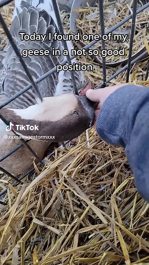 Pumpkin the goose is okay! #africangoose #geeseoftiktok #foryourpage #how #fyp