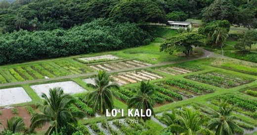 西内 ひろ Nishiuchi Hiro. on Instagram: "Hawaii EXPOにて5月11日13:10〜13:40までトークイベントに参加致します🏝️入場無料なので、是非遊びにいらして下さい☺️ https://www.allhawaii.jp/expo/2025/ 場所:国立代々木競技場 第二体育館 ＊入場無料 @holoholoinhawaii をフォローして、「ホロホロ・ハワイ」全話をMELEとHiTubeに無料登録でお楽し頂けます☺️ 是非ご覧頂けましたら嬉しいです🏝️ 提供：ハワイ州観光局/ハワイアン航空 #ハワイ #hawaii #hawaiiexpo #タロ芋畑"