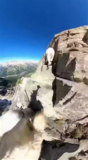 Mountain Goats POV: Relax and Watch | #goat #chill #asmr