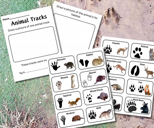 Animal Tracks Guide and Worksheet for a Fun Hiking Activity - Etsy