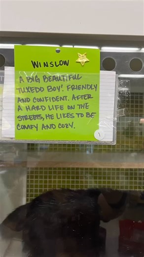 Meet Winslow (aka Winston) 🐾💙 About 2 years old, male, and ~8 lbs of pure sweetness. Winslow comes from a colony of street cats in San Bernardino, where a kind man is caring for them, getting everyone fixed, and helping the friendly ones find homes. We were lucky enough to take this sweet boy in. He was living near an auto repair shop, which explains his little asphalt-stained paws—don’t worry, his fur will grow out! 🖤 What won’t change is his personality: very affectionate, loves to be pette