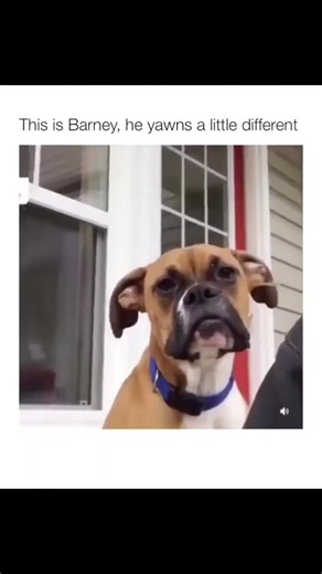 Barney yawns a differently 😂 #dogsoftiktok #funnydogs #laugh