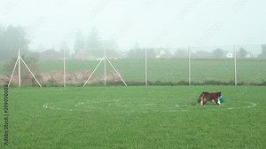 Disc Dog (Frisbee Dog) - Border Collie Dog Running And Catching Flying Disc In The Air During Competition. - wide shot