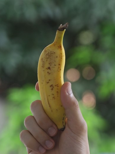 Extraindo Potássio da Banana: Uma Experiência Satisfatória