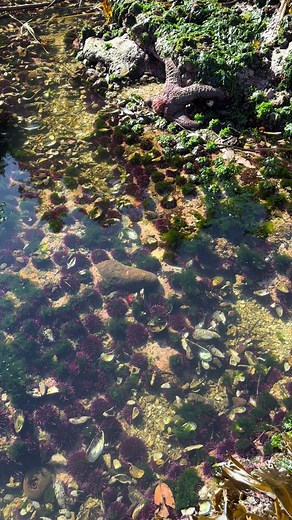 Gumboot chitons are the largest in the workd and have been given the nickname “wandering meatloaf” of the intertidal zone #salishsea #lowtide #intertidal #chiton #marinebiology #seastar