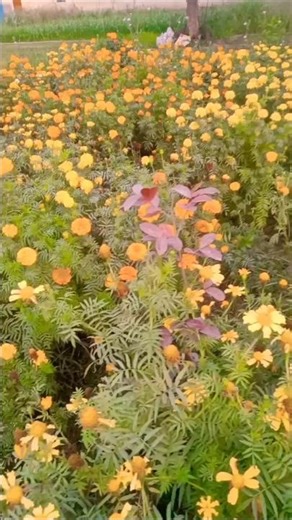 Beautiful nature view||beautiful flowers plant in view# @anishakumariu8