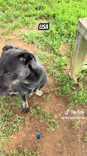 🚗 START YOUR ENGINES — It’s Car Show Day! 🏁🐾 Rev up for the Annual Motors-4-Mutts Jeeps, Cars & Bike Show happening TODAY at the Burlington County Animal Shelter! 🛻🎶 Come enjoy a day packed with cool rides, great food, awesome music, and fun activities. Admission is free! 🎟️ While you’re checking out the chrome and horsepower, meet our top-dog co-pilots looking for their forever homes! 🐶 Adoption fees will be waived for all animals during the event‼ (Application & approval process still r