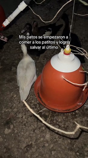 Lo peor que he visto de la naturaleza 😰😰😰 | potato bug screaming