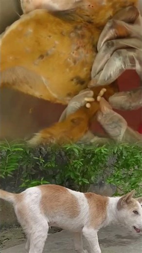 botfly maggot remover #animalrescue #animalrescue