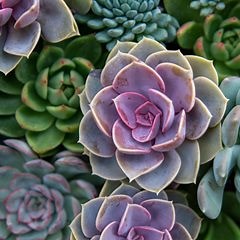 How to Grow Echeveria: Care, Planting, & Types  - Garden Design