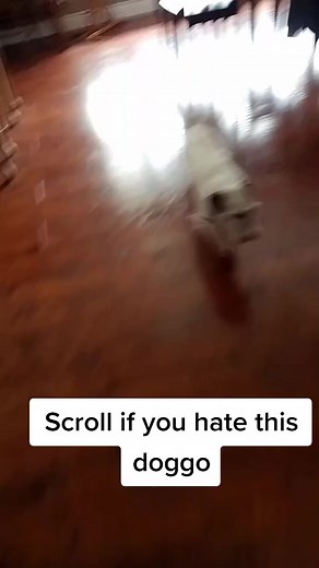 Scrappy❤ on TikTok