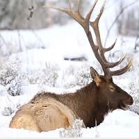 Silent Night By Sissel