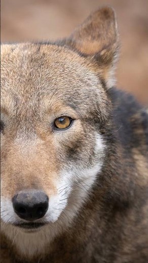 Every Wolf Type—Fast!