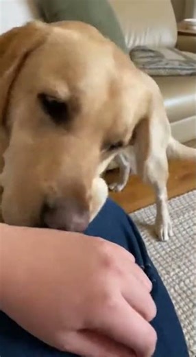 Amazing Labrador Tricks You Must See #รักหมา #หมาน่ารัก #labrador