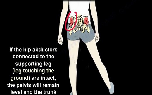 什么是Trendelenburg征 Dr. Nabil Ebraheim