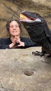 The Reptile Zoo on Reels