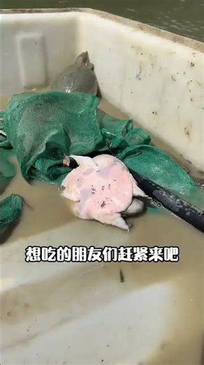 Ecological soft-shelled turtle#The ecological environment of soft-shelled turtles is quite