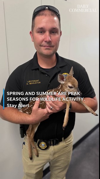 Florida troopers rescue fawn in Citrus County