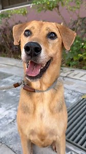 🚨We're nearing the end of August, and adoption rates have hit an all-time low this month! 🐾 We have dogs waiting at the shelter, ready to find their forever homes. 🏡 If you can foster, adopt, or even just share this post, it would make a world of difference. Let's help these pups find their happy homes! ❤️ Drop us a DM, or visit links in bio to sign up to adopt or foster 🙏🏻 #sosd #sosdsingapore #dogsarefamily #adoptdontshop #rescuedogsofinstagram #sgdogs #singaporedogs #singaporedogstagram 