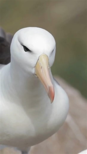 29 reactions | Albatross – magnificent ocean voyagers and masters of...