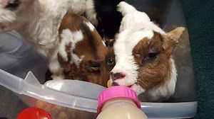 4 baby goats join WSDOT's "weed warriors" to help clear overgrown brush