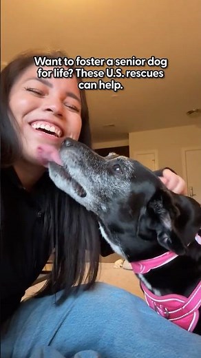 Where To Foster Senior Dogs For Life | The Pack