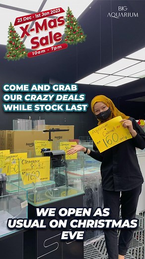 Christmas Clearance Sale at Our Aquarium Shop!