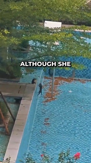 Mother Cat’s Smart Lesson To Her Babies ❤️ | Skillsfullman