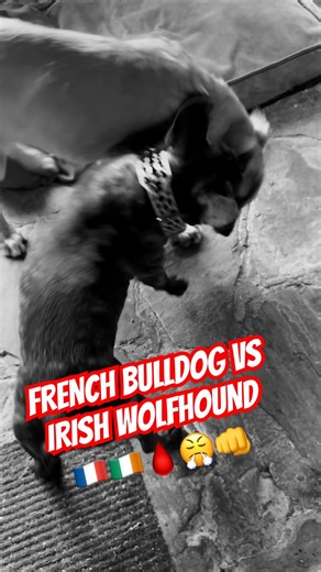 French Bulldog vs Irish Wolfhound who wins?🇮🇪🇫🇷