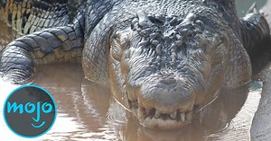 Top 10 Largest Reptiles and Snakes | Articles on WatchMojo.com